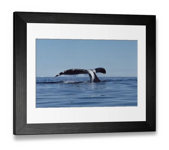 Framed Print : Bowhead Whale (Balaena mysticetus) tail, Baffin Island, Canada Framed Print : Bowhead Whale (Balaena mysticetus) tail, Baffin Island, Canada
