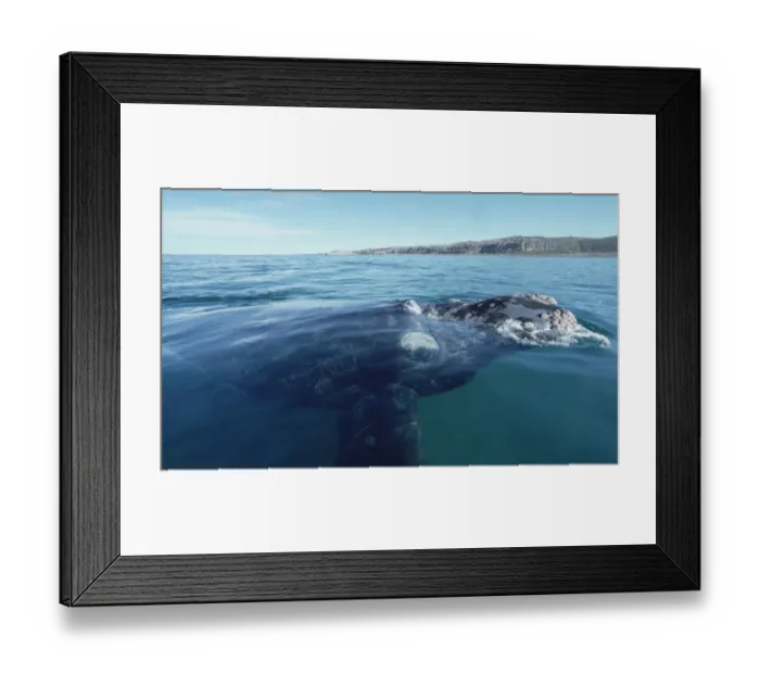 Framed Print : Southern Right Whale (Eubalaena australis) surfacing, Peninsula Valdez, Argentina Framed Print : Southern Right Whale (Eubalaena australis) surfacing, Peninsula Valdez, Argentina