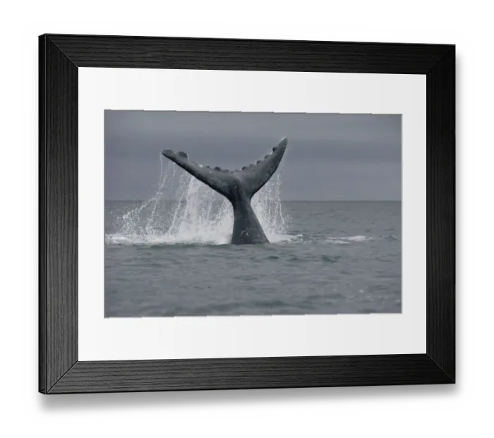Framed Print : Southern Right Whale (Eubalaena australis) tail, Peninsula Valdez, Argentina Framed Print : Southern Right Whale (Eubalaena australis) tail, Peninsula Valdez, Argentina