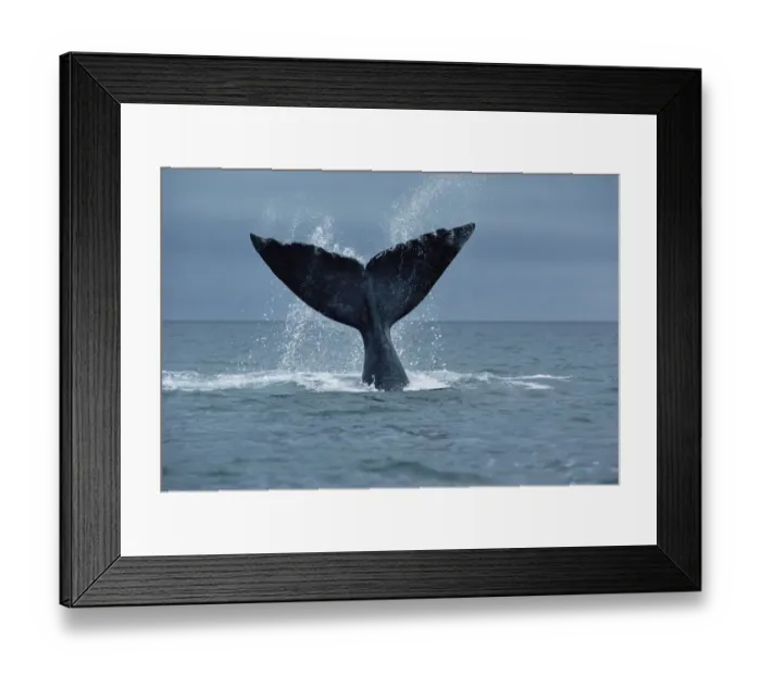 Framed Print : Southern Right Whale (Eubalaena australis) fluke, Argentina Framed Print : Southern Right Whale (Eubalaena australis) fluke, Argentina