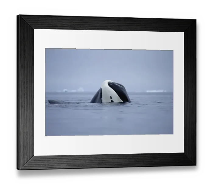 Framed Print : Bowhead Whale (Balaena mysticetus) juvenile basking, Baffin Island, Canada Framed Print : Bowhead Whale (Balaena mysticetus) juvenile basking, Baffin Island, Canada