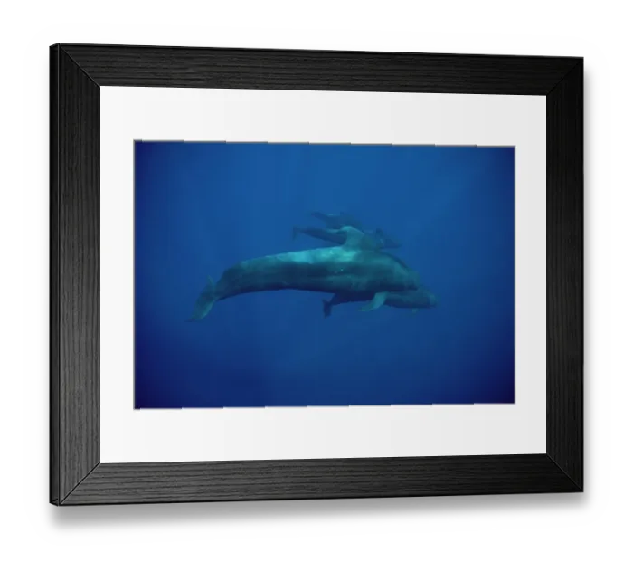 Framed Print : Short-finned Pilot Whale (Globicephala macrorhynchus) group underwater, Hawaii Framed Print : Short-finned Pilot Whale (Globicephala macrorhynchus) group underwater, Hawaii