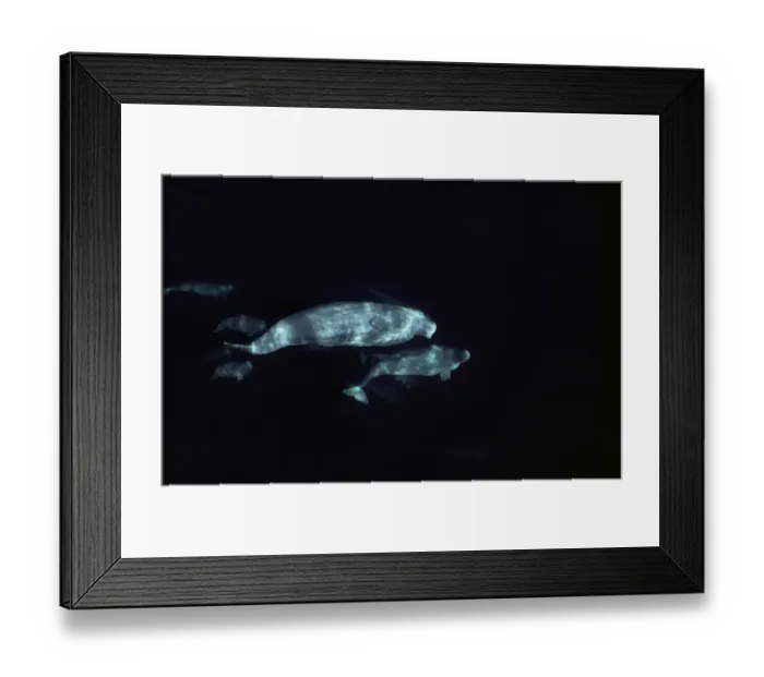 Framed Print : Beluga (Delphinapterus leucas) group underwater Framed Print : Beluga (Delphinapterus leucas) group underwater