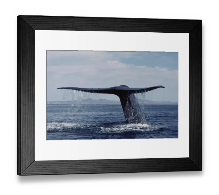Framed Print : Blue Whale (Balaenoptera musculus) tail, Sea of Cortez, Mexico Framed Print : Blue Whale (Balaenoptera musculus) tail, Sea of Cortez, Mexico