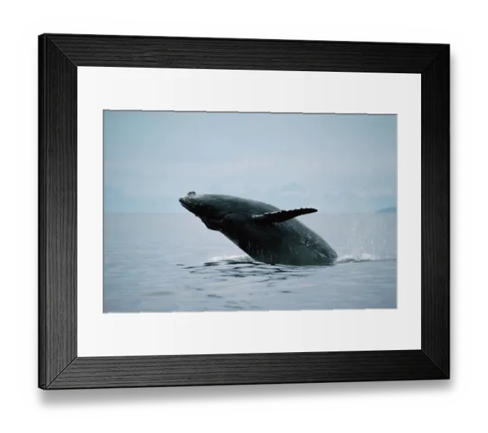 Framed Print : Humpback Whale (Megaptera novaeangliae) breaching