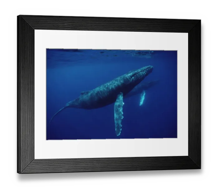 Framed Print : Humpback Whale (Megaptera novaeangliae) pair underwater, Hawaii Framed Print : Humpback Whale (Megaptera novaeangliae) pair underwater, Hawaii