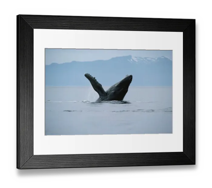 Framed Print : Humpback Whale (Megaptera novaeangliae) breaching, Hawaii Framed Print : Humpback Whale (Megaptera novaeangliae) breaching, Hawaii
