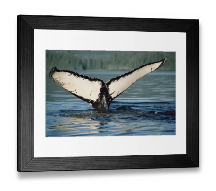 Framed Print : Humpback Whale (Megaptera novaeangliae) tail Framed Print : Humpback Whale (Megaptera novaeangliae) tail