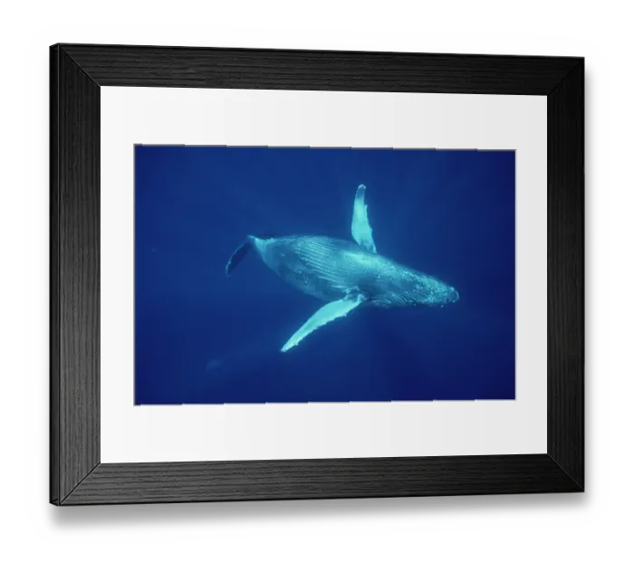 Framed Print : Humpback Whale (Megaptera novaeangliae) underwater, Hawaii