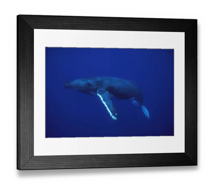 Framed Print : Humpback Whale (Megaptera novaeangliae), Kona coast, Hawaii Framed Print : Humpback Whale (Megaptera novaeangliae), Kona coast, Hawaii