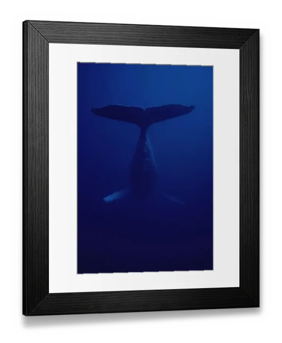 Framed Print : Humpback Whale (Megaptera novaeangliae) male singing, Hawaii Framed Print : Humpback Whale (Megaptera novaeangliae) male singing, Hawaii