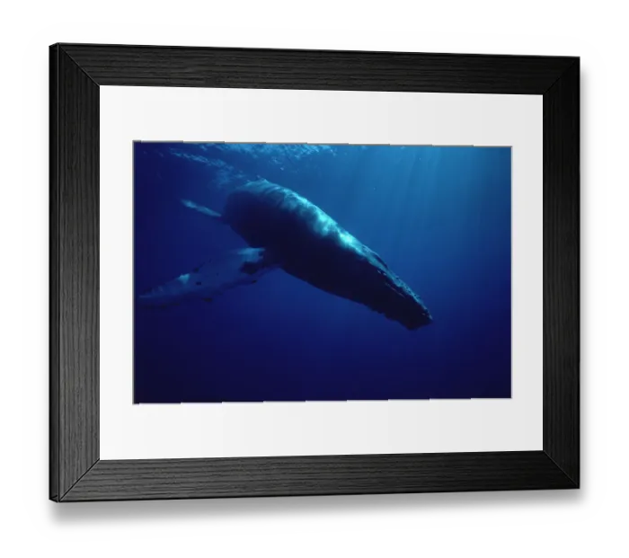 Framed Print : Humpback Whale (Megaptera novaeangliae) diving, Hawaii Framed Print : Humpback Whale (Megaptera novaeangliae) diving, Hawaii