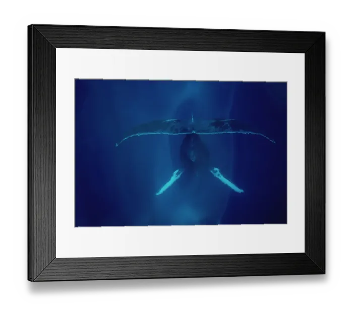 Framed Print : Humpback Whale (Megaptera novaeangliae) singing, Maui Framed Print : Humpback Whale (Megaptera novaeangliae) singing, Maui
