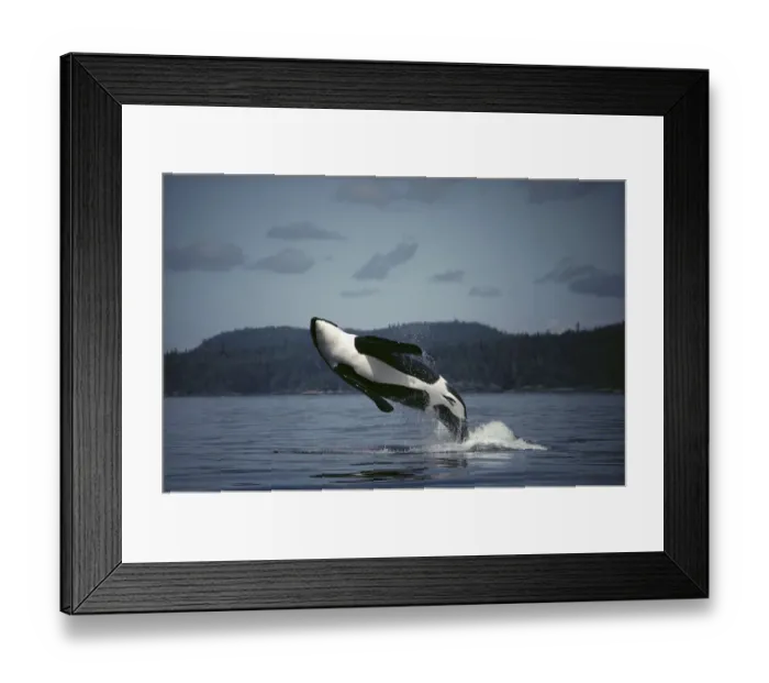 Framed Print : Orca (Orcinus orca) male breaching, Johnstone Strait, British Columbia, Canada Framed Print : Orca (Orcinus orca) male breaching, Johnstone Strait, British Columbia, Canada