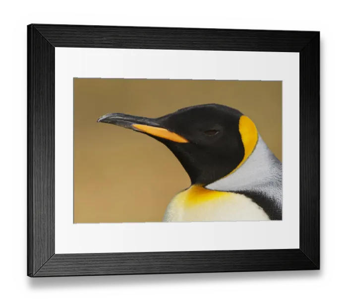 Framed Print : King Penguin (Aptenodytes patagonicus), Volunteer Point, Falkland Islands