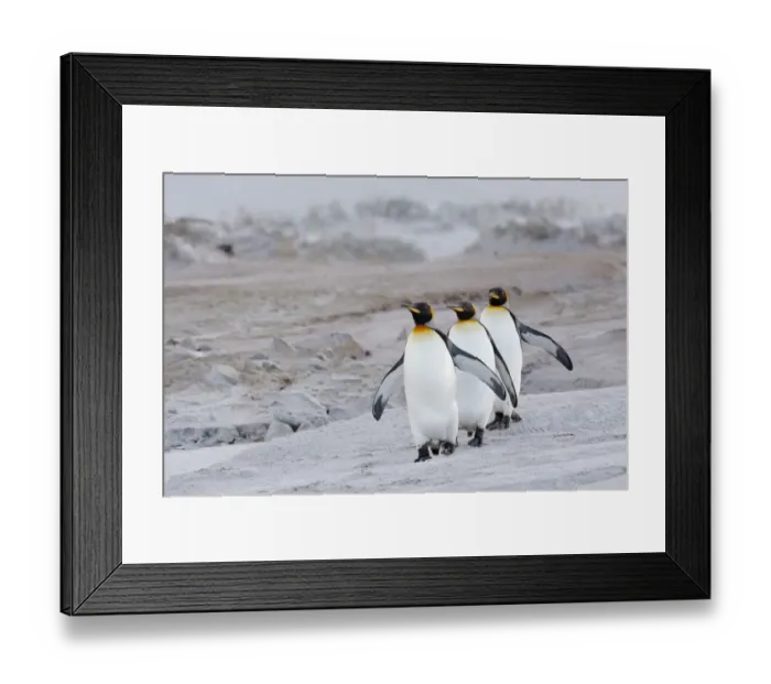 Framed Print : King Penguin (Aptenodytes patagonicus) group on beach, Volunteer Point, Falkland Islands Framed Print : King Penguin (Aptenodytes patagonicus) group on beach, Volunteer Point, Falkland Islands