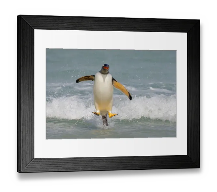 Framed Print : Gentoo Penguin (Pygoscelis papua) coming ashore, Falkland Islands Framed Print : Gentoo Penguin (Pygoscelis papua) coming ashore, Falkland Islands
