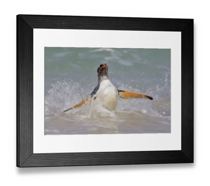 Framed Print : Gentoo Penguin (Pygoscelis papua) coming ashore, Falkland Islands Framed Print : Gentoo Penguin (Pygoscelis papua) coming ashore, Falkland Islands