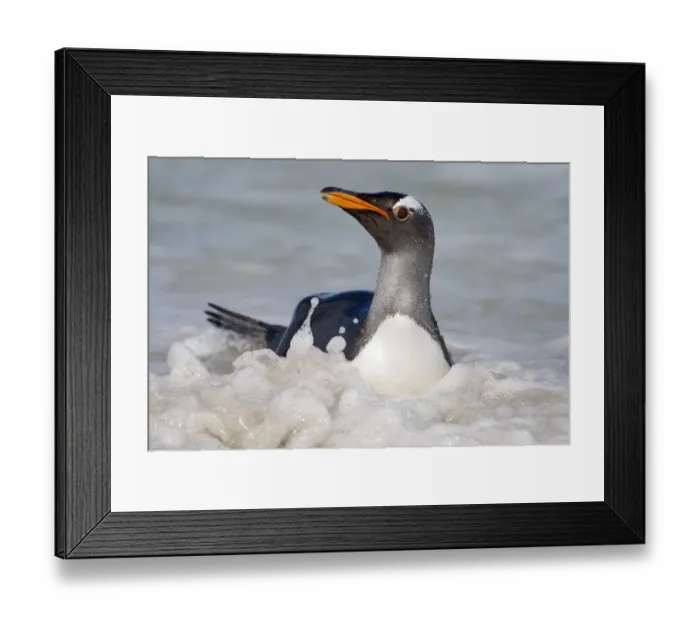 Framed Print : Gentoo Penguin (Pygoscelis papua) coming ashore, Falkland Islands Framed Print : Gentoo Penguin (Pygoscelis papua) coming ashore, Falkland Islands