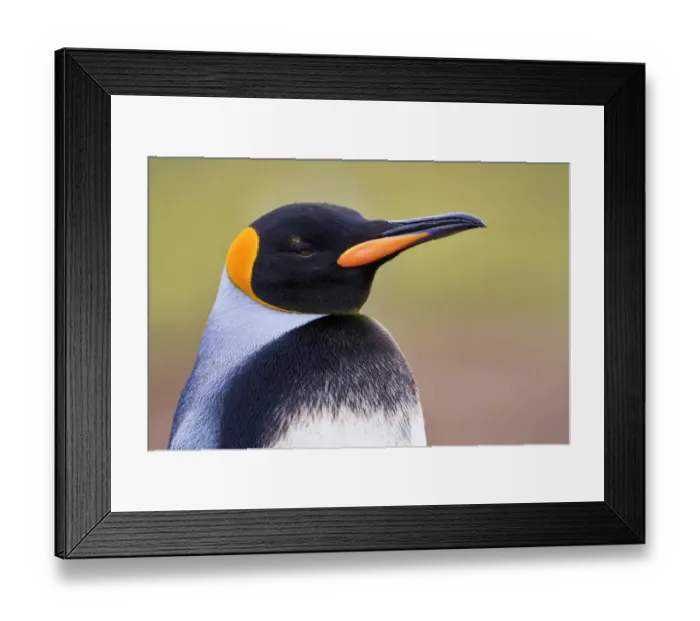 Framed Print : King Penguin (Aptenodytes patagonicus) with unusual markings, Volunteer Point, Falkland Framed Print : King Penguin (Aptenodytes patagonicus) with unusual markings, Volunteer Point, Falkland