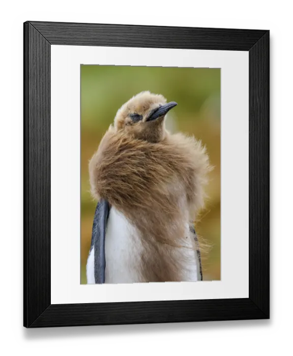 Framed Print : King Penguin (Aptenodytes patagonicus) chick molting, Volunteer Point, Falkland Islands Framed Print : King Penguin (Aptenodytes patagonicus) chick molting, Volunteer Point, Falkland Islands