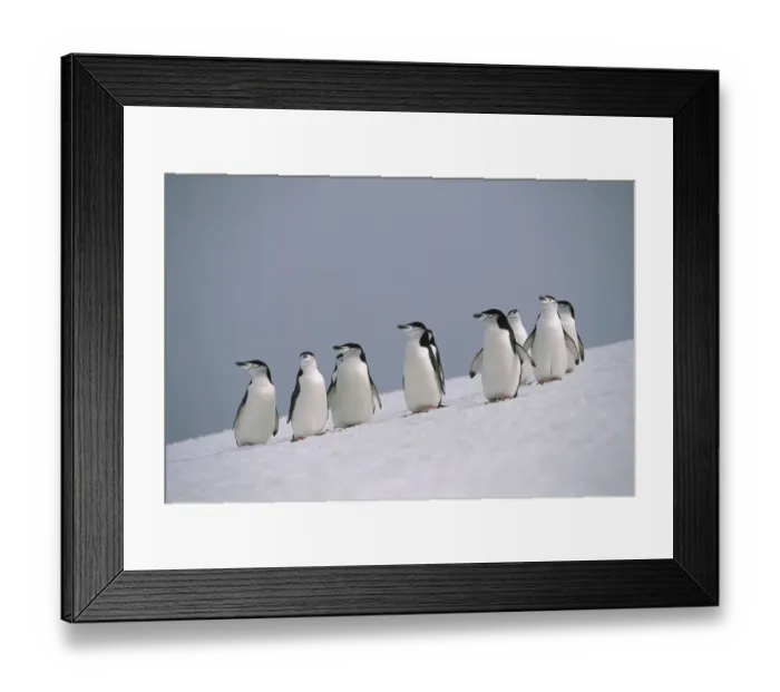 Framed Print : Chinstrap Penguin (Pygoscelis antarctica) group on snowy hillside, Antarctica Framed Print : Chinstrap Penguin (Pygoscelis antarctica) group on snowy hillside, Antarctica