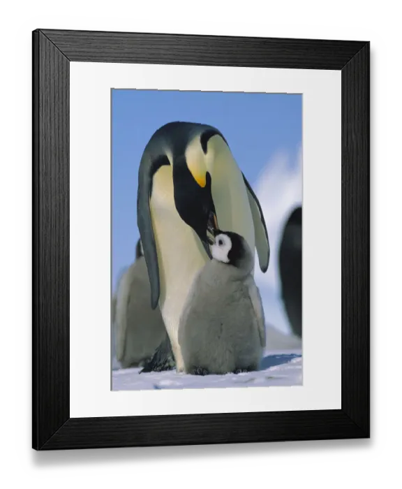 Framed Print : Emperor Penguin (Aptenodytes forsteri) parent feeding chick, Antarctica Framed Print : Emperor Penguin (Aptenodytes forsteri) parent feeding chick, Antarctica