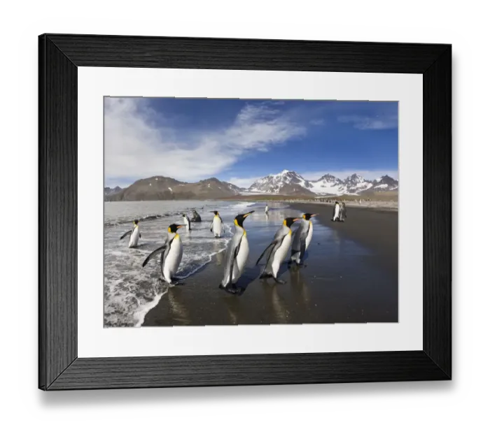 Framed Print : King Penguin (Aptenodytes patagonicus) group coming ashore, St Andrews Bay, South Framed Print : King Penguin (Aptenodytes patagonicus) group coming ashore, St Andrews Bay, South