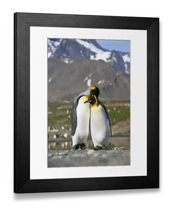 Framed Print : King Penguin (Aptenodytes patagonicus) pair courting, St Andrews Bay, South Georgia Framed Print : King Penguin (Aptenodytes patagonicus) pair courting, St Andrews Bay, South Georgia