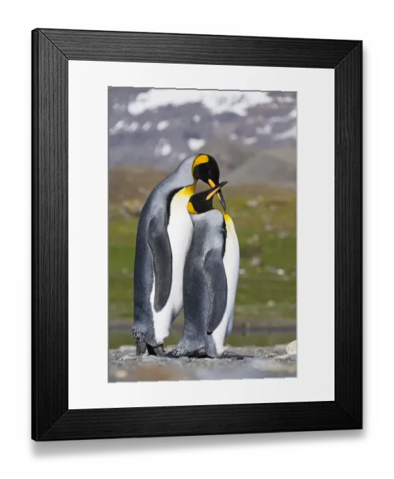 Framed Print : King Penguin (Aptenodytes patagonicus) pair courting, St Andrews Bay, South Georgia Framed Print : King Penguin (Aptenodytes patagonicus) pair courting, St Andrews Bay, South Georgia