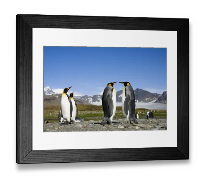 Framed Print : King Penguin (Aptenodytes patagonicus) group, St Andrews Bay, South Georgia Island Framed Print : King Penguin (Aptenodytes patagonicus) group, St Andrews Bay, South Georgia Island