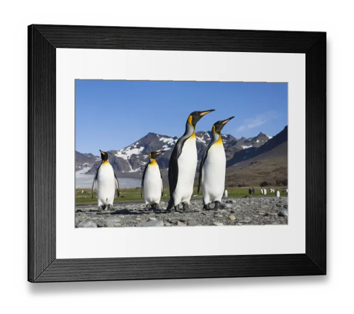 Framed Print : King Penguin (Aptenodytes patagonicus) group, St Andrews Bay, South Georgia Island Framed Print : King Penguin (Aptenodytes patagonicus) group, St Andrews Bay, South Georgia Island