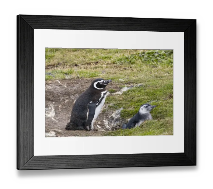 Framed Print : Magellanic Penguin (Spheniscus magellanicus) parent with chick at nest, Falkland Islands Framed Print : Magellanic Penguin (Spheniscus magellanicus) parent with chick at nest, Falkland Islands