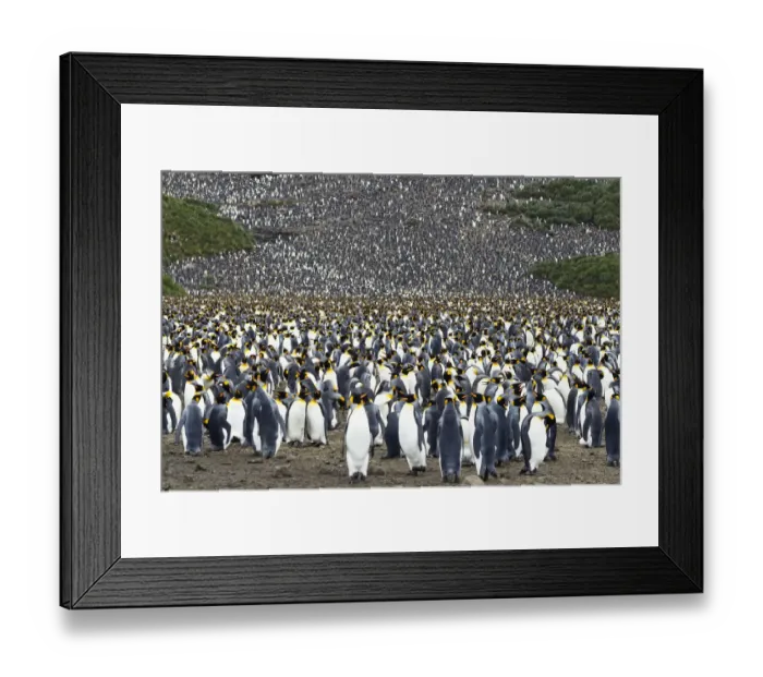 Framed Print : King Penguin (Aptenodytes patagonicus) colony, Salisbury Plain, South Georgia Island Framed Print : King Penguin (Aptenodytes patagonicus) colony, Salisbury Plain, South Georgia Island