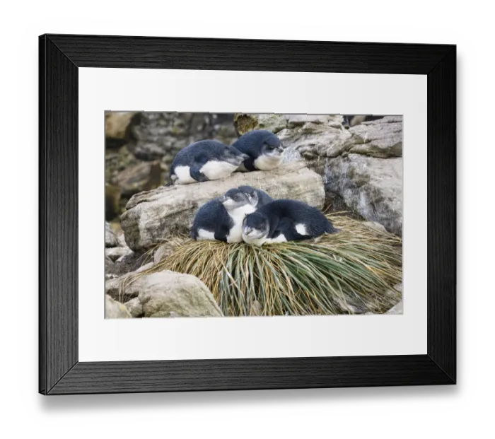 Framed Print : Rockhopper Penguin (Eudyptes chrysocome) chicks resting on tussock grass nest, Falkland Framed Print : Rockhopper Penguin (Eudyptes chrysocome) chicks resting on tussock grass nest, Falkland