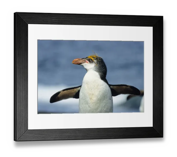 Framed Print : Royal Penguin (Eudyptes schlegeli), Macquarie Island, Antarctica Framed Print : Royal Penguin (Eudyptes schlegeli), Macquarie Island, Antarctica