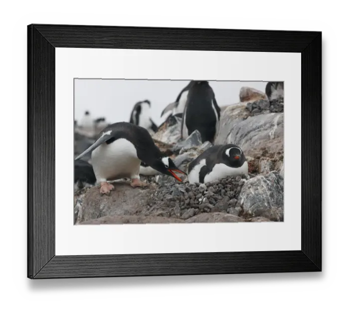 Framed Print : Gentoo Penguin (Pygoscelis papua) pair, Antarctic Peninsula, Antarctica Framed Print : Gentoo Penguin (Pygoscelis papua) pair, Antarctic Peninsula, Antarctica