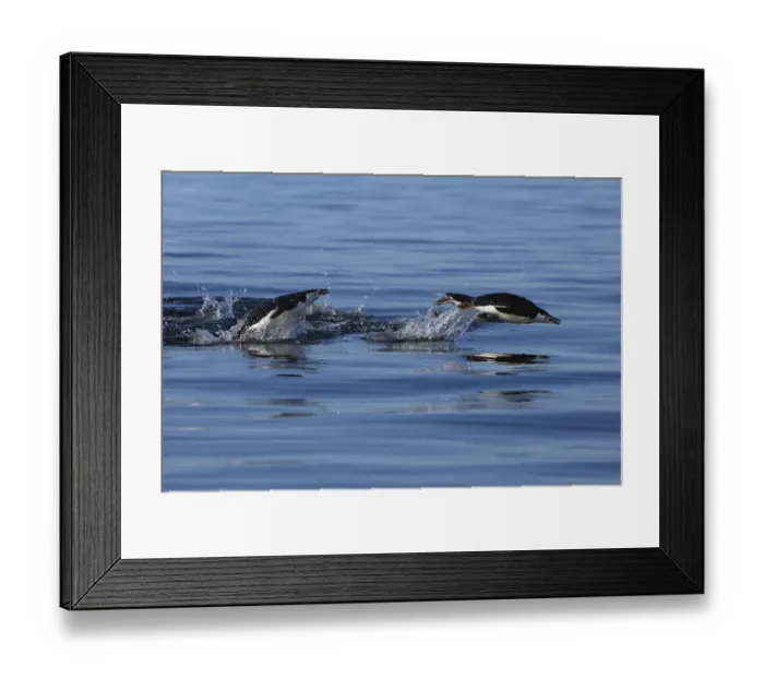 Framed Print : Gentoo Penguin (Pygoscelis papua) pair porpoising, Antarctic Peninsula, Antarctica Framed Print : Gentoo Penguin (Pygoscelis papua) pair porpoising, Antarctic Peninsula, Antarctica