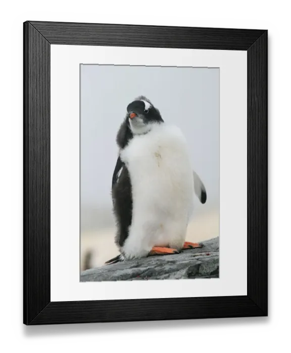 Framed Print : Gentoo Penguin (Pygoscelis papua) chick in molt, Antarctic Peninsula, Antarctica Framed Print : Gentoo Penguin (Pygoscelis papua) chick in molt, Antarctic Peninsula, Antarctica