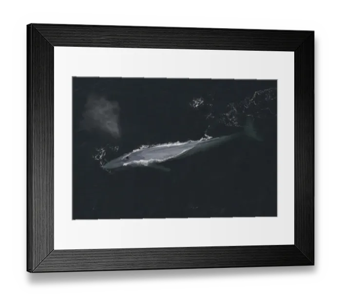 Framed Print : Blue Whale (Balaenoptera musculus) surfacing, Santa Barbara, California Framed Print : Blue Whale (Balaenoptera musculus) surfacing, Santa Barbara, California