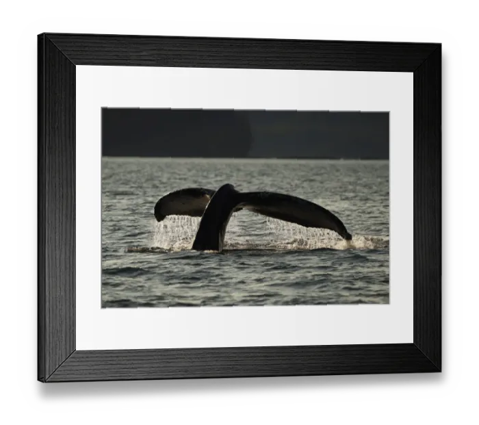 Framed Print : Humpback Whale (Megaptera novaeangliae) diving, Alaska Framed Print : Humpback Whale (Megaptera novaeangliae) diving, Alaska