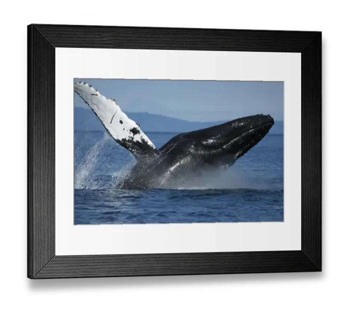 Framed Print : Humpback Whale (Megaptera novaeangliae) breaching, Alaska Framed Print : Humpback Whale (Megaptera novaeangliae) breaching, Alaska
