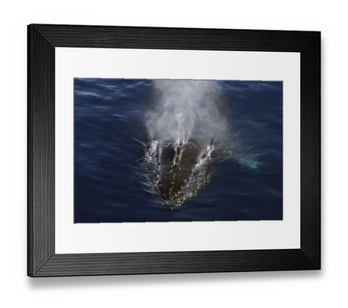 Framed Print : Humpback Whale (Megaptera novaeangliae) spouting, Antarctic Peninsula, Antarctica