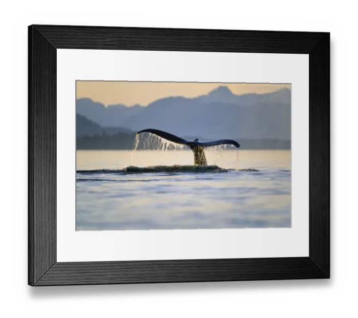 Framed Print : Humpback Whale (Megaptera novaeangliae) tail, Inside Passage, Alaska Framed Print : Humpback Whale (Megaptera novaeangliae) tail, Inside Passage, Alaska