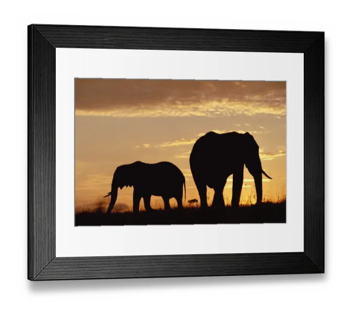 Framed Print : African Elephant (Loxodonta africana) mother and calf silhouetted at sunset, Kenya Framed Print : African Elephant (Loxodonta africana) mother and calf silhouetted at sunset, Kenya