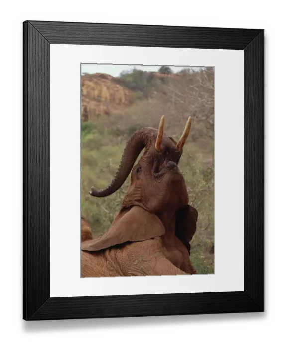 Framed Print : African Elephant (Loxodonta africana) orphan called Imenti, trumpeting, David Sheldrick Framed Print : African Elephant (Loxodonta africana) orphan called Imenti, trumpeting, David Sheldrick