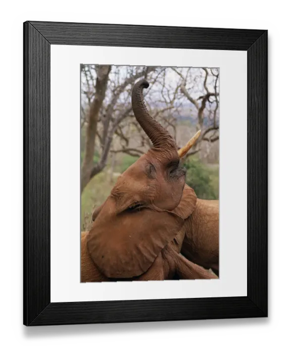 Framed Print : African Elephant (Loxodonta africana) orphan called Imenti, trumpeting, David Sheldrick Framed Print : African Elephant (Loxodonta africana) orphan called Imenti, trumpeting, David Sheldrick