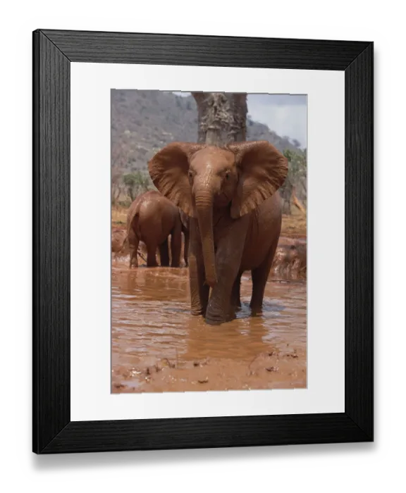 Framed Print : African Elephant (Loxodonta africana) orphan Natumi, squirting mud in mud bath, David Framed Print : African Elephant (Loxodonta africana) orphan Natumi, squirting mud in mud bath, David