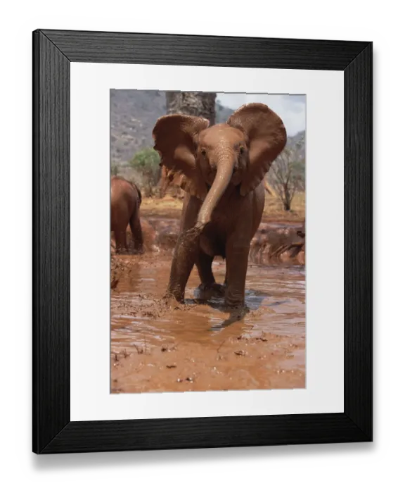 Framed Print : African Elephant (Loxodonta africana) orphan Natumi, squirting mud in mud bath, David