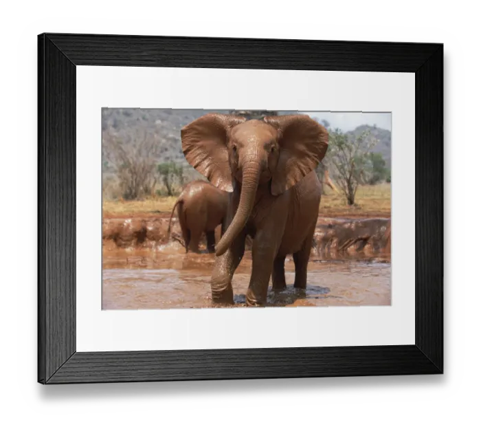 Framed Print : African Elephant (Loxodonta africana) ten to twelve months old orphan Natumi, charging Framed Print : African Elephant (Loxodonta africana) ten to twelve months old orphan Natumi, charging